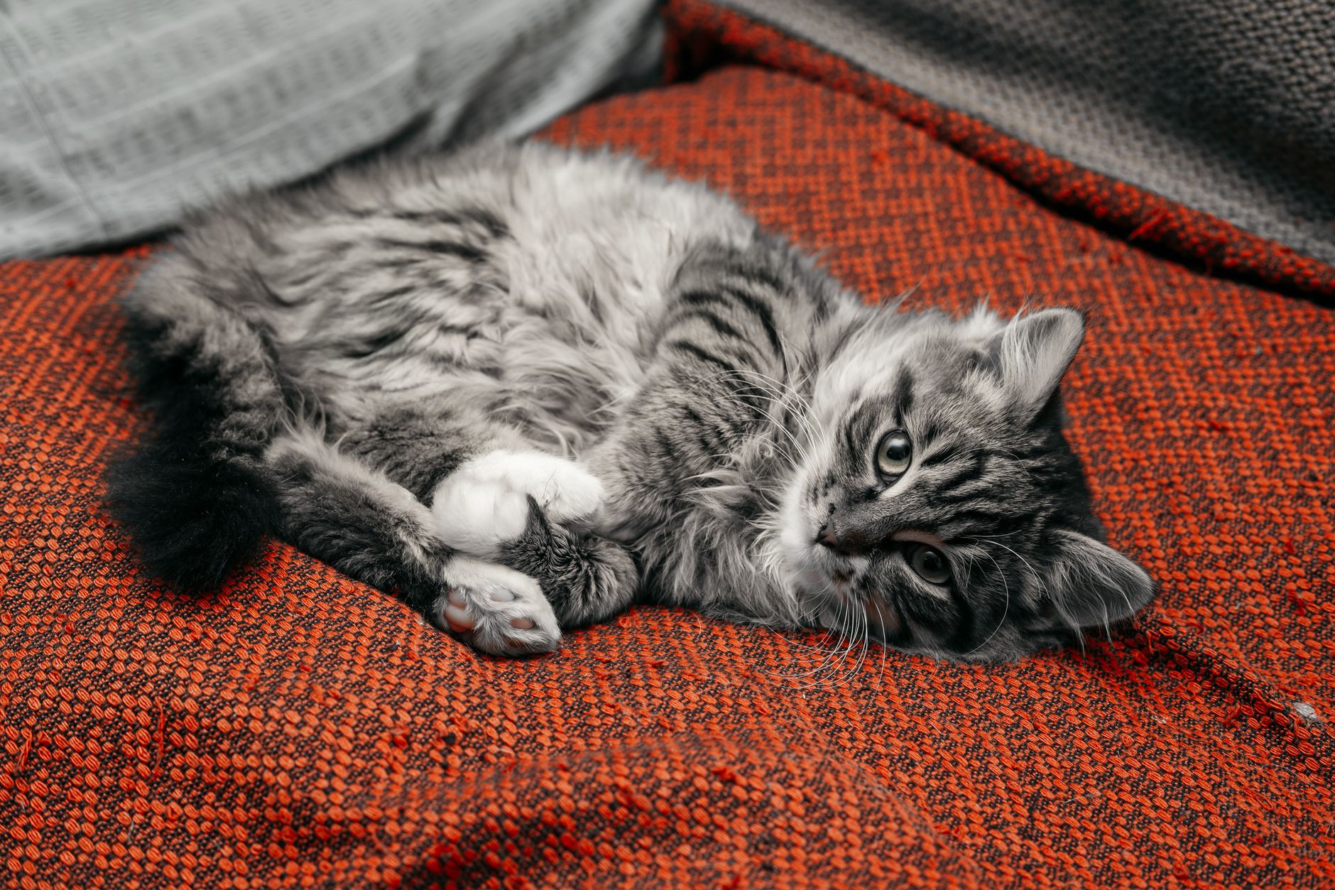 Mittens