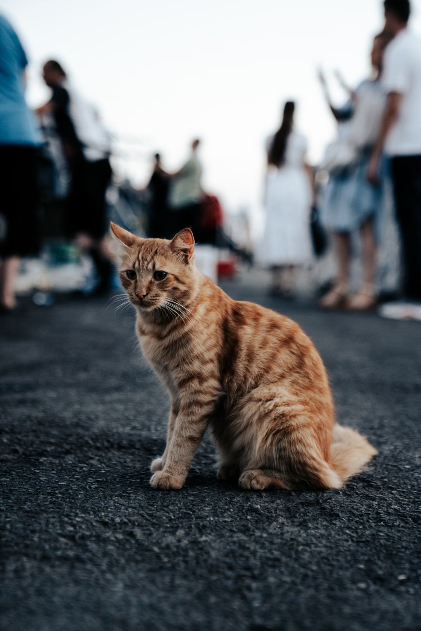 Sir Pounce
