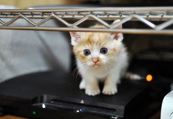 Taffy