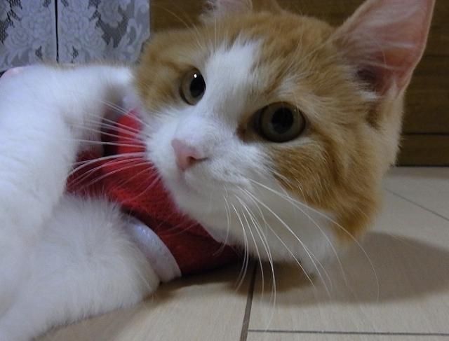 Blaze — champion of Week 23 · 2026