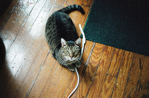 Tawny — champion of Week 24 · 2026