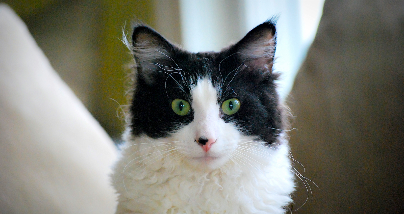 Pyewacket