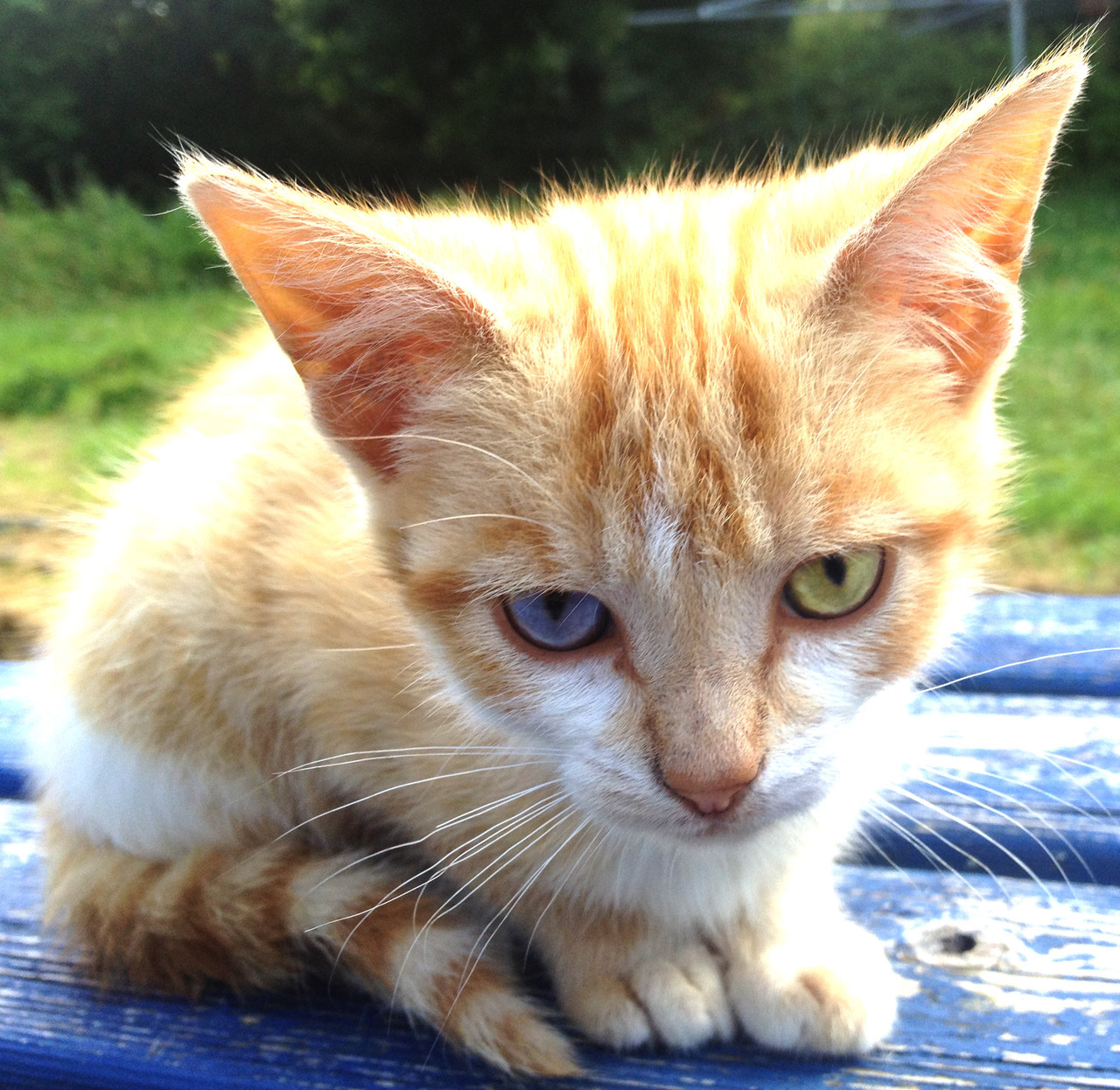 Berlioz