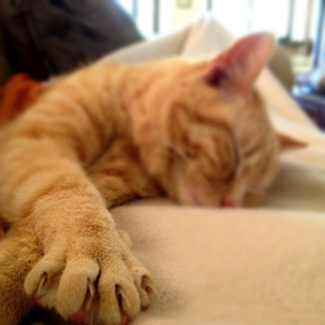 Tigress
