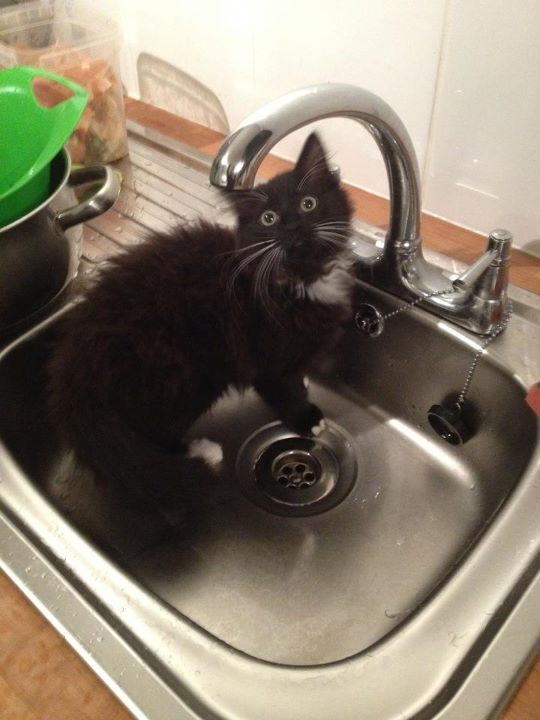 Catsby